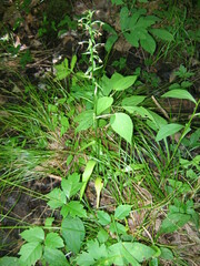 Platanthera lacera