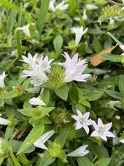 Richardia grandiflora