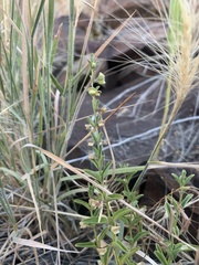 Scutellaria angustifolia