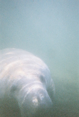 Trichechus manatus latirostris