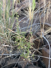 Scutellaria angustifolia