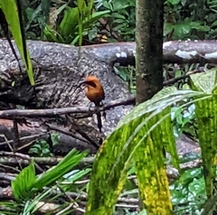 Baryphthengus martii