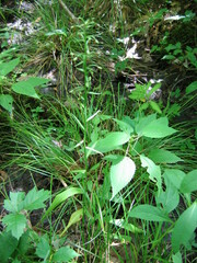 Platanthera lacera