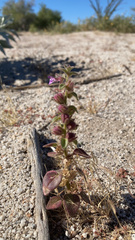 Pseudorontium cyathiferum