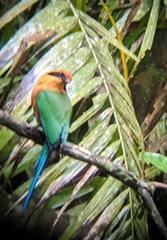 Baryphthengus martii