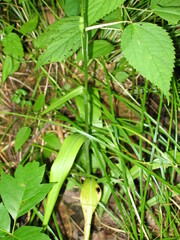 Platanthera lacera
