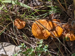 Omphalotus subilludens