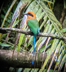 Baryphthengus martii