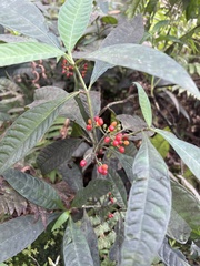 Psychotria tenuifolia