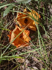 Omphalotus subilludens