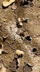 Polistes comanchus
