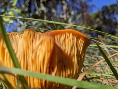 Omphalotus subilludens