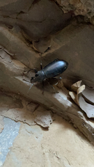 Alobates pensylvanicus