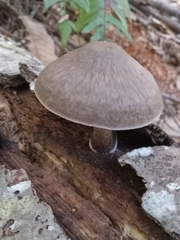 Pluteus exilis