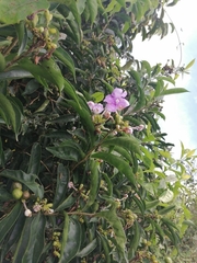 Brunfelsia pauciflora
