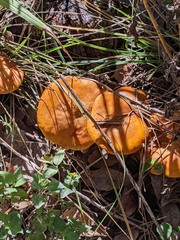 Omphalotus subilludens