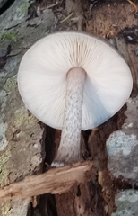Pluteus exilis