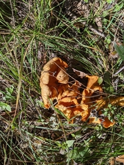 Omphalotus subilludens