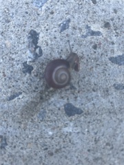 Cepaea hortensis