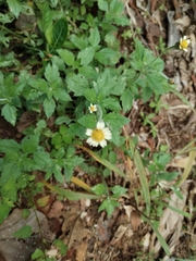 Galinsoga quadriradiata