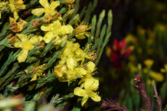 Hypericum costaricense