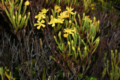 Hypericum costaricense