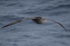 Macronectes giganteus