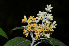 Buddleja nitida image