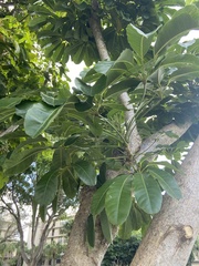 Heptapleurum actinophyllum