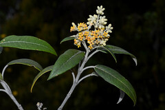 Buddleja nitida