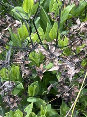 Trichodesma physaloides