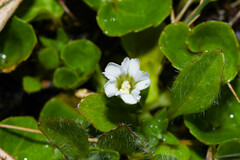 Gentiana sedifolia