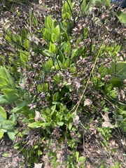 Trichodesma physaloides