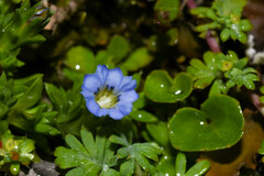 Gentiana sedifolia