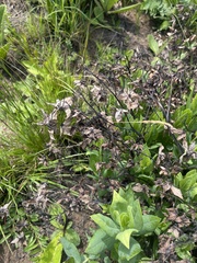 Trichodesma physaloides