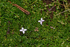 Arcytophyllum muticum