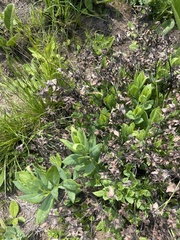 Trichodesma physaloides