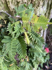 Pleopeltis michauxiana