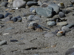 Rhionaeschna californica