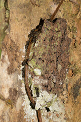 Metapolybia
