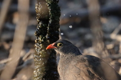 Pternistis adspersus