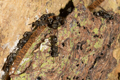 Metapolybia
