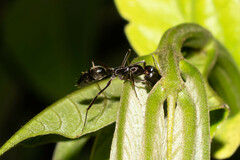 Odontomachus