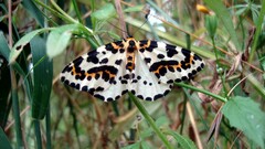 Abraxas grossulariata