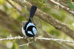 Malurus cyaneus cyanochlamys