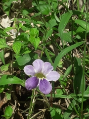 Asystasia gangetica image