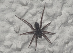 Pardosa pullata