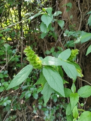 Morus indica
