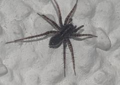 Pardosa pullata