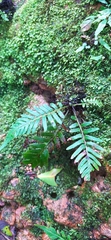 Pleopeltis polypodioides